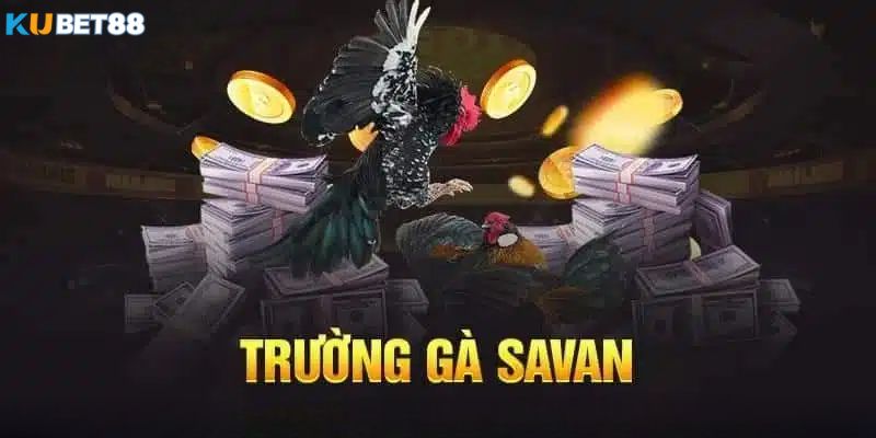 Trường gà Savan